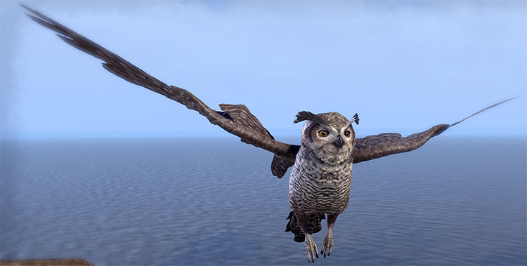 Senchal Horned Owl Pet