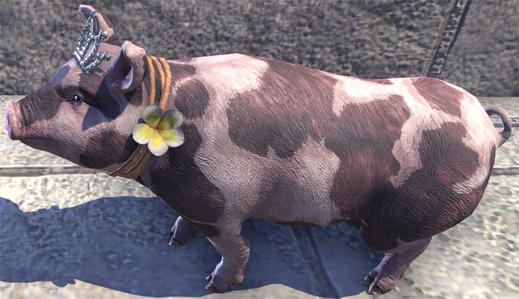 Sovereign Sow Pet