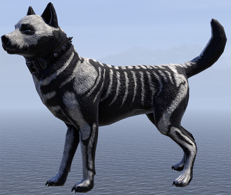 Witch-Tamed Bear Dog Pet